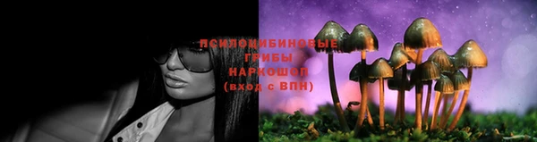стафф Новозыбков